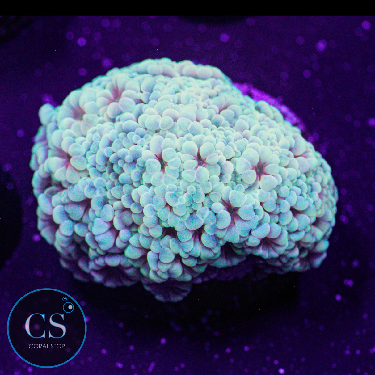 Flaming Hologram Alveopora