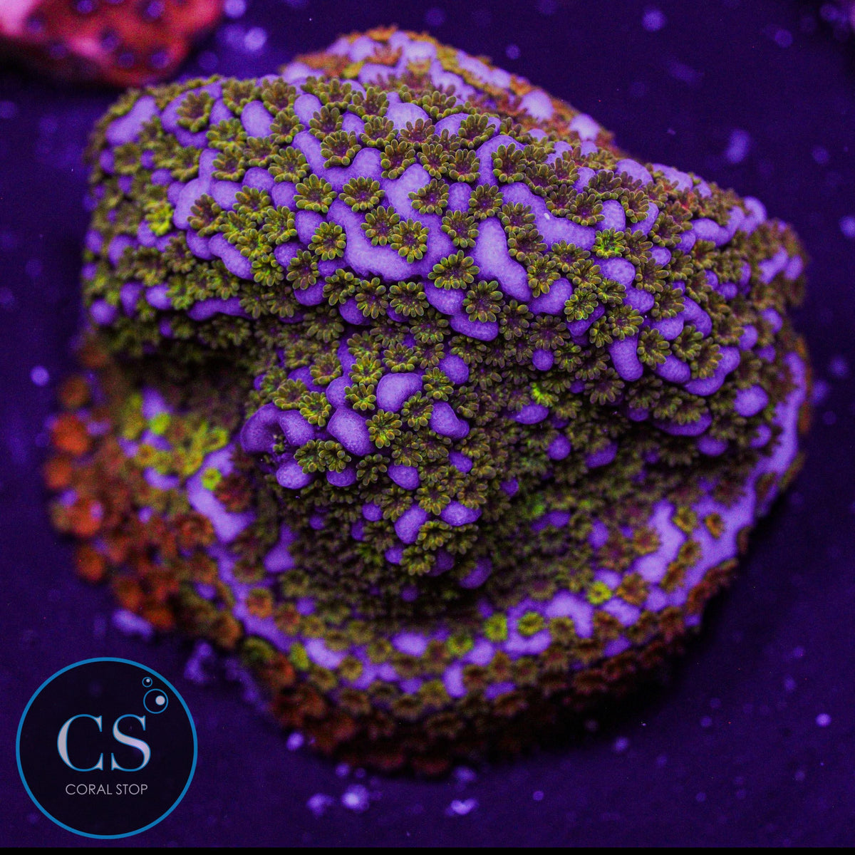 WWC Rainbow Montipora