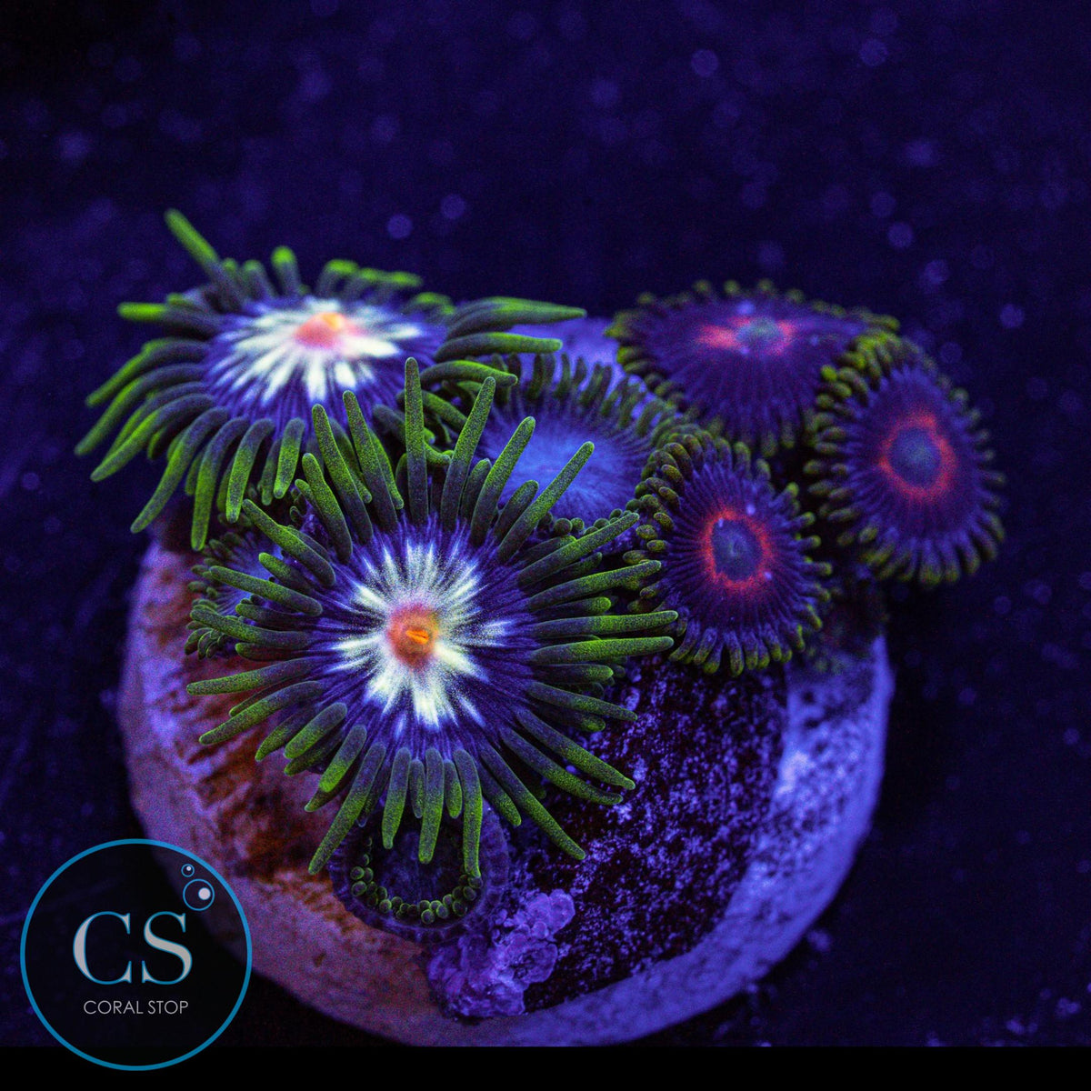 Combo Zoa