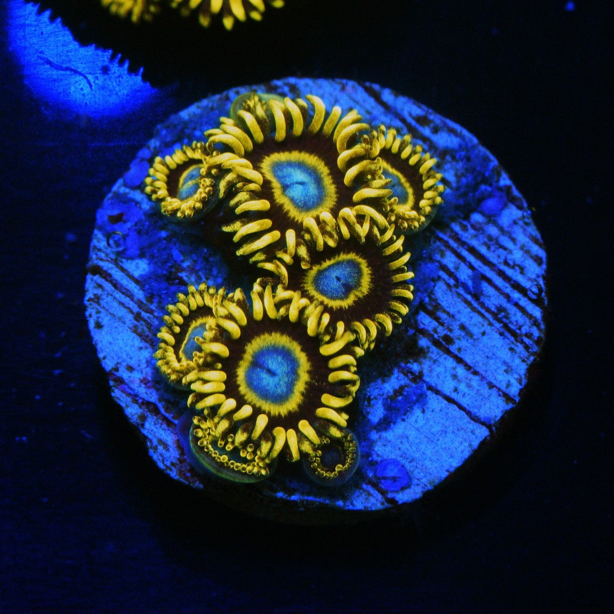 FROZEN HORNET ZOA