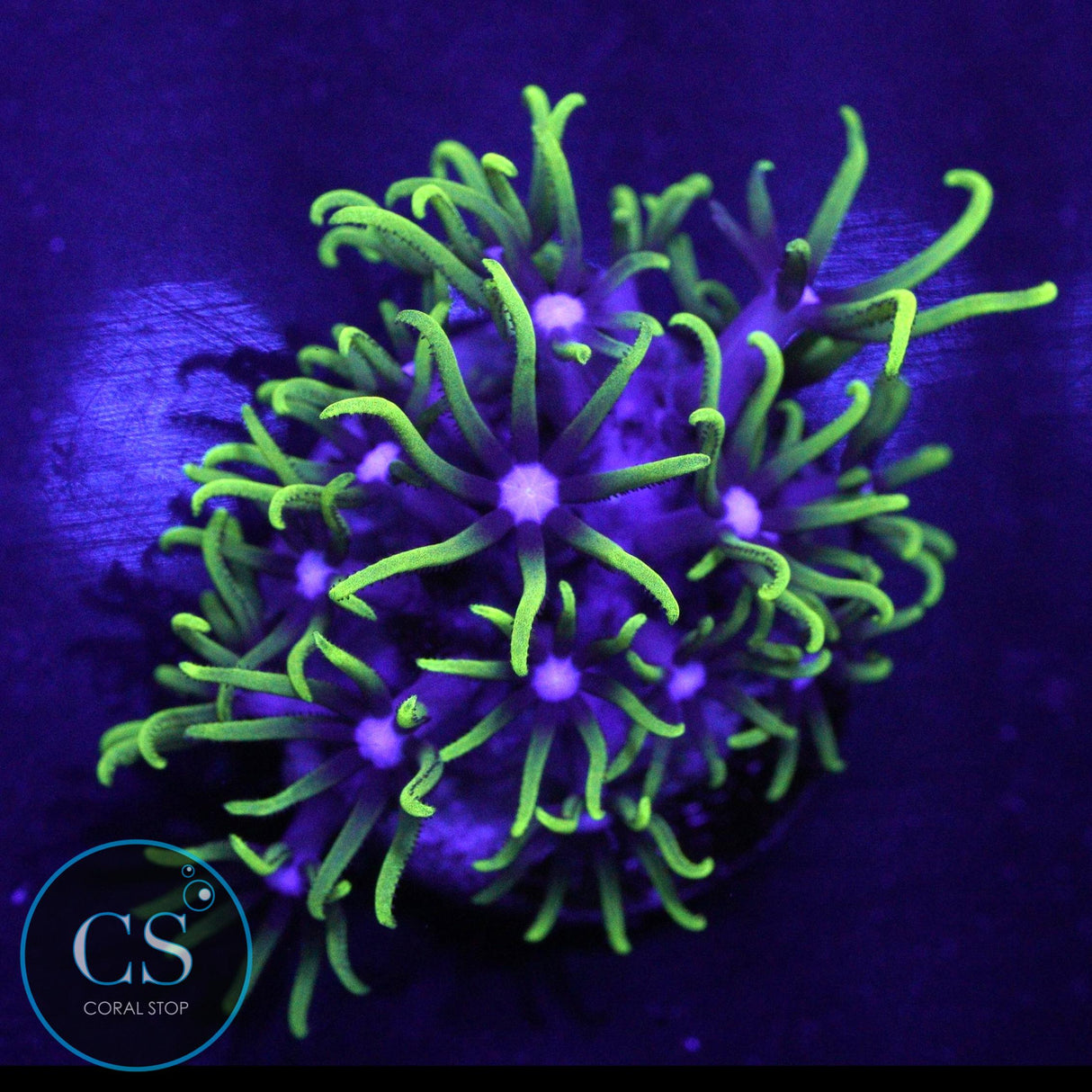 BRIGHT GREEN STAR POLYPS
