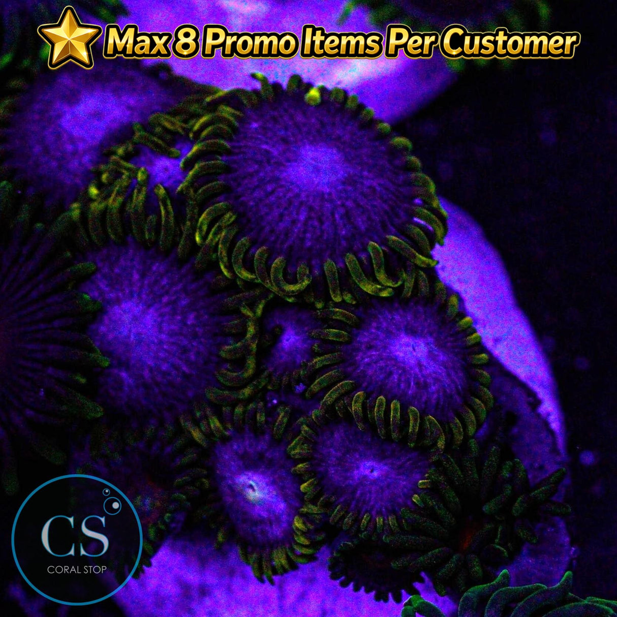 Blue Phoenix Zoa