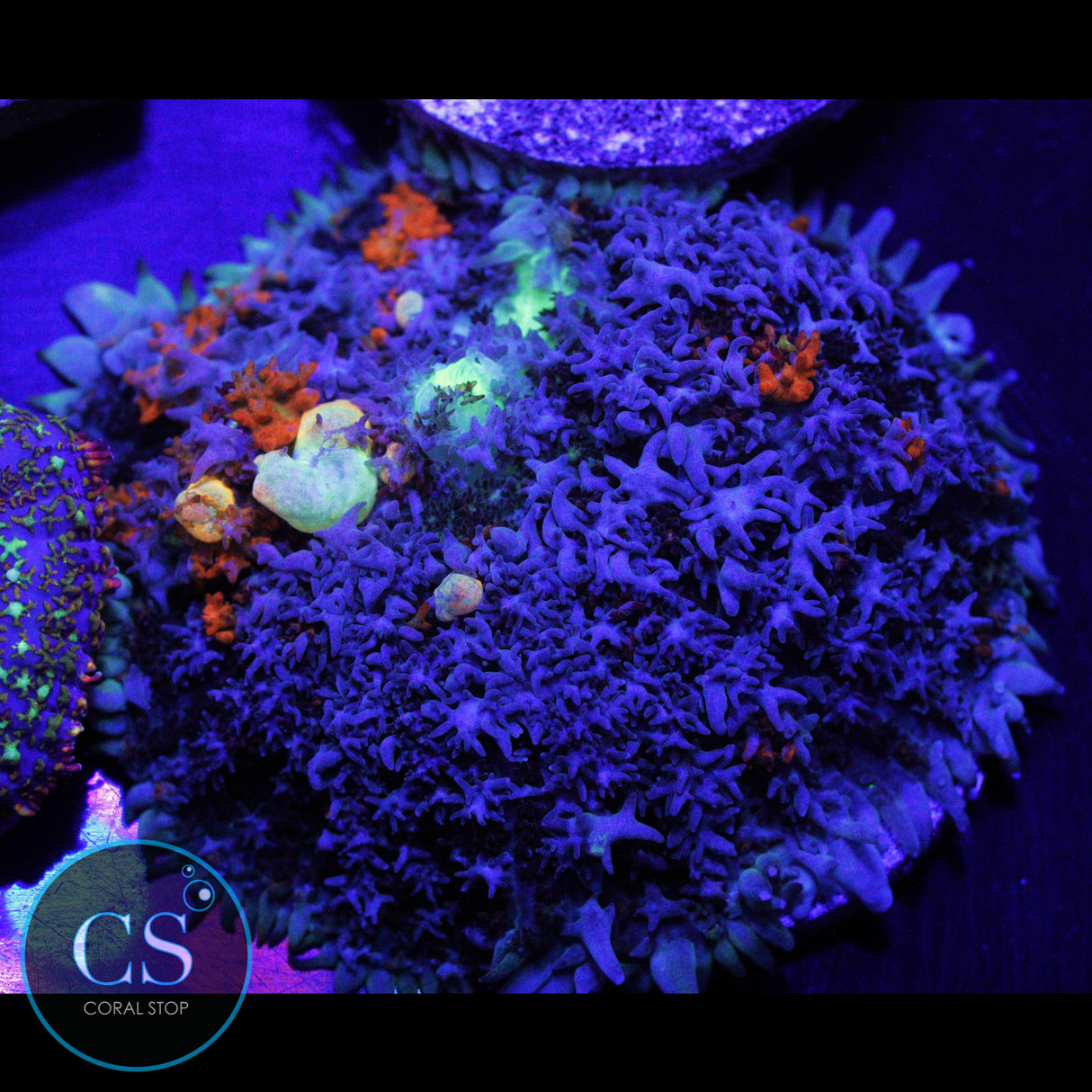 XL 2"+ PZ GODSPAWN BOUNCE MUSHROOM