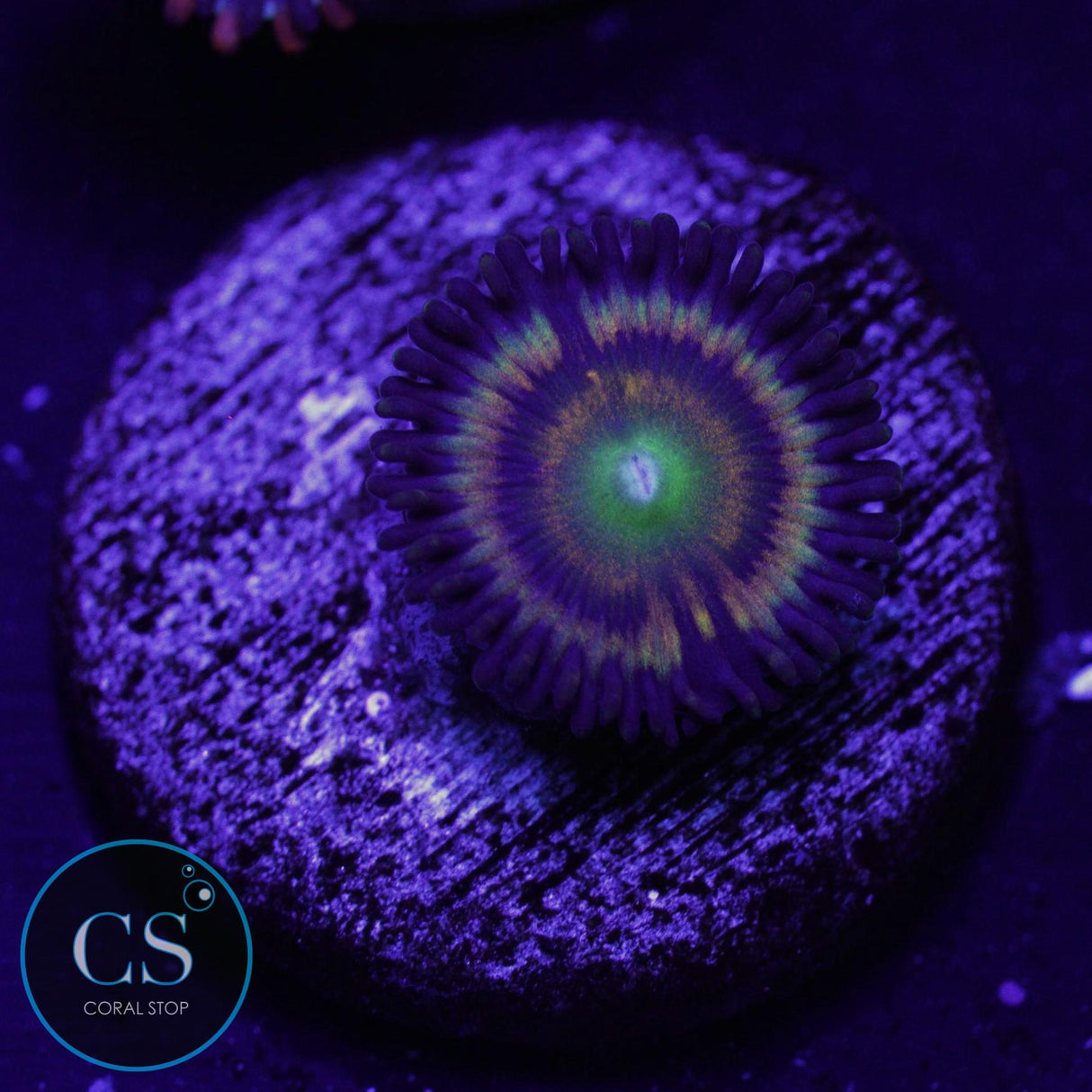 CITRUS COOLER ZOA