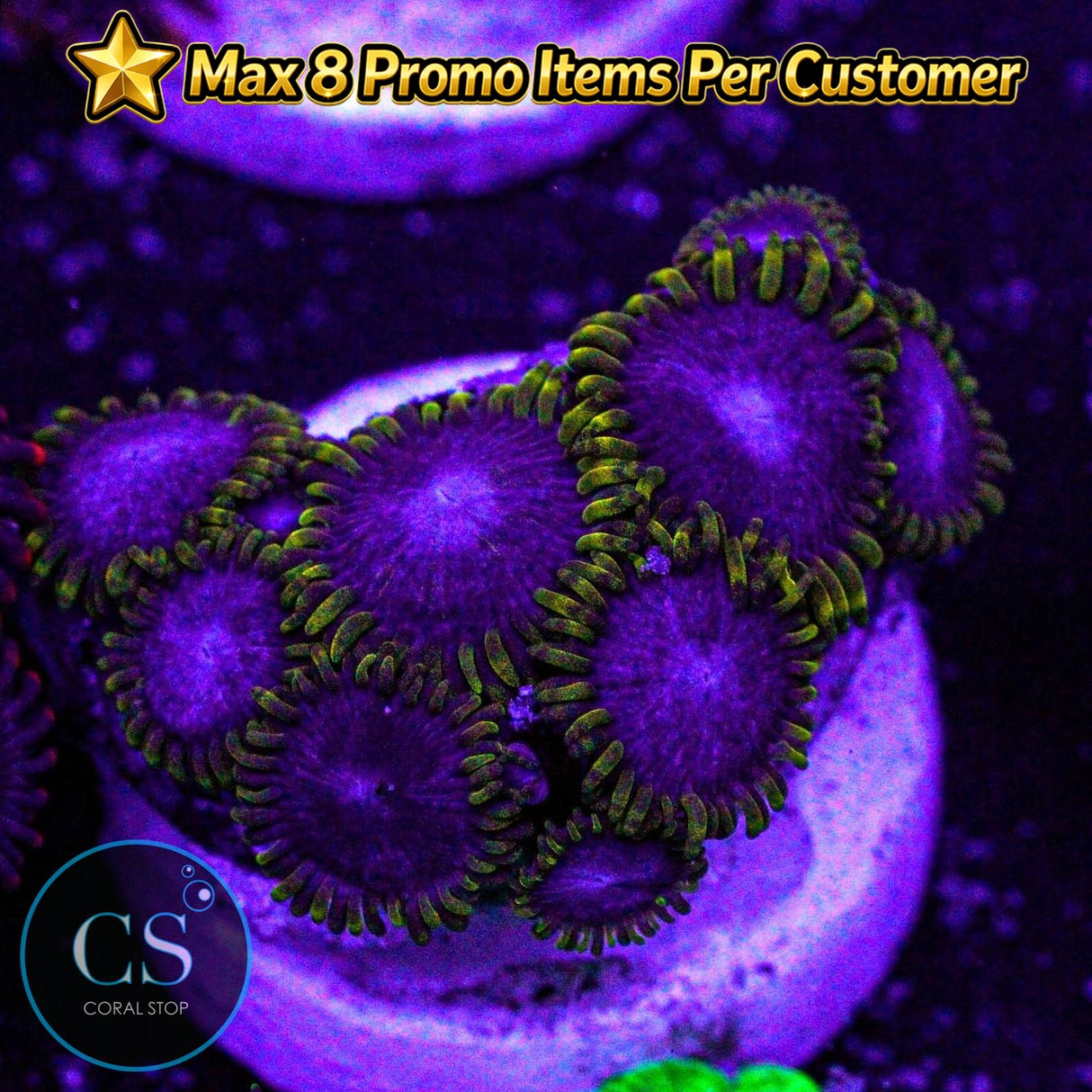 Blue Phoenix Zoa