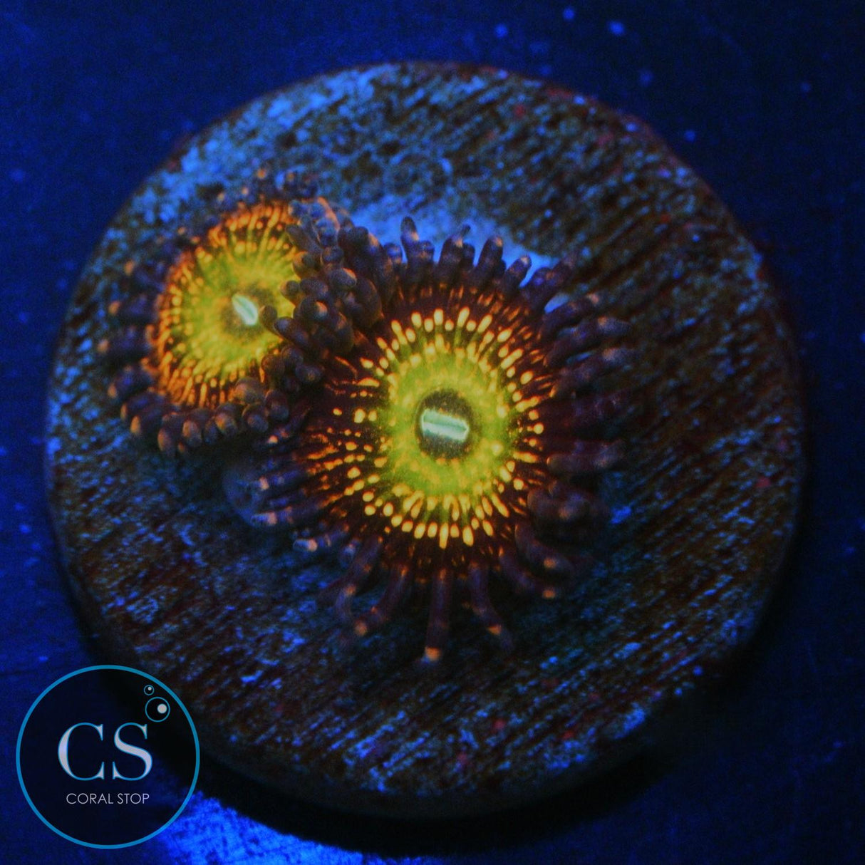 CB KRAK GOD ZOA