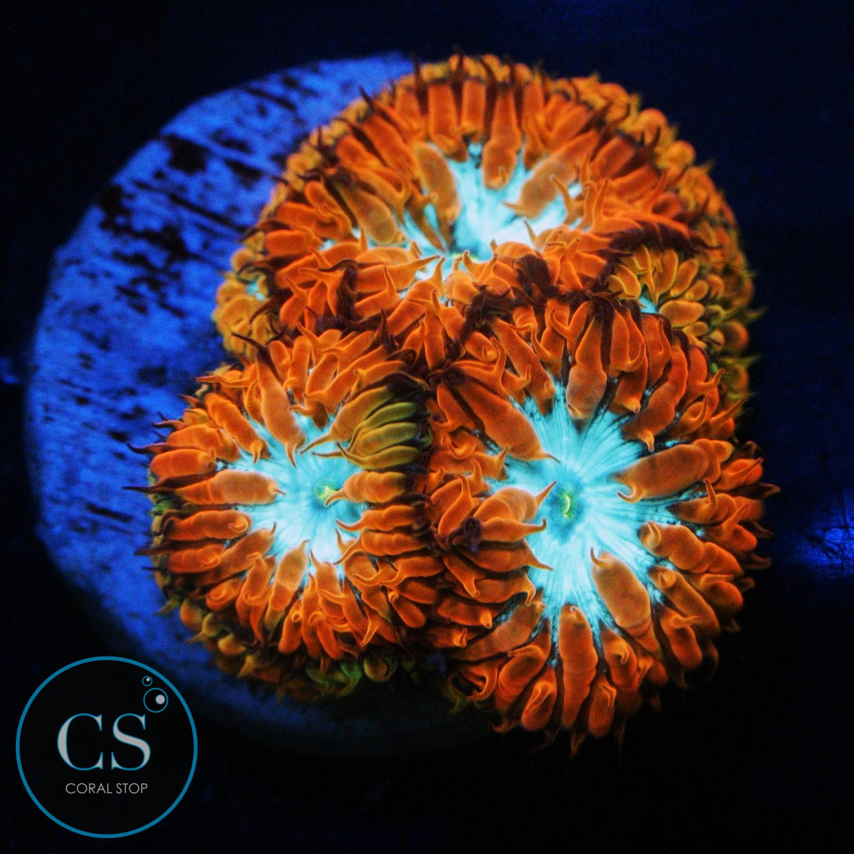 CC FIRE AND ICE BLASTO MERLETTI