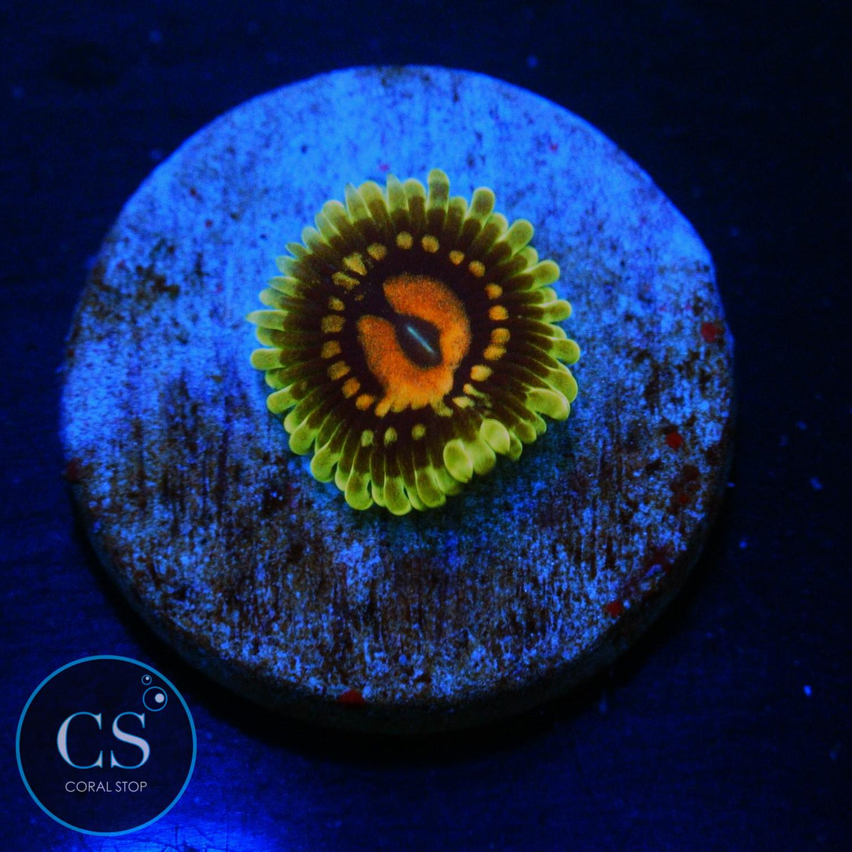 CC SCARLET FEVER ZOA