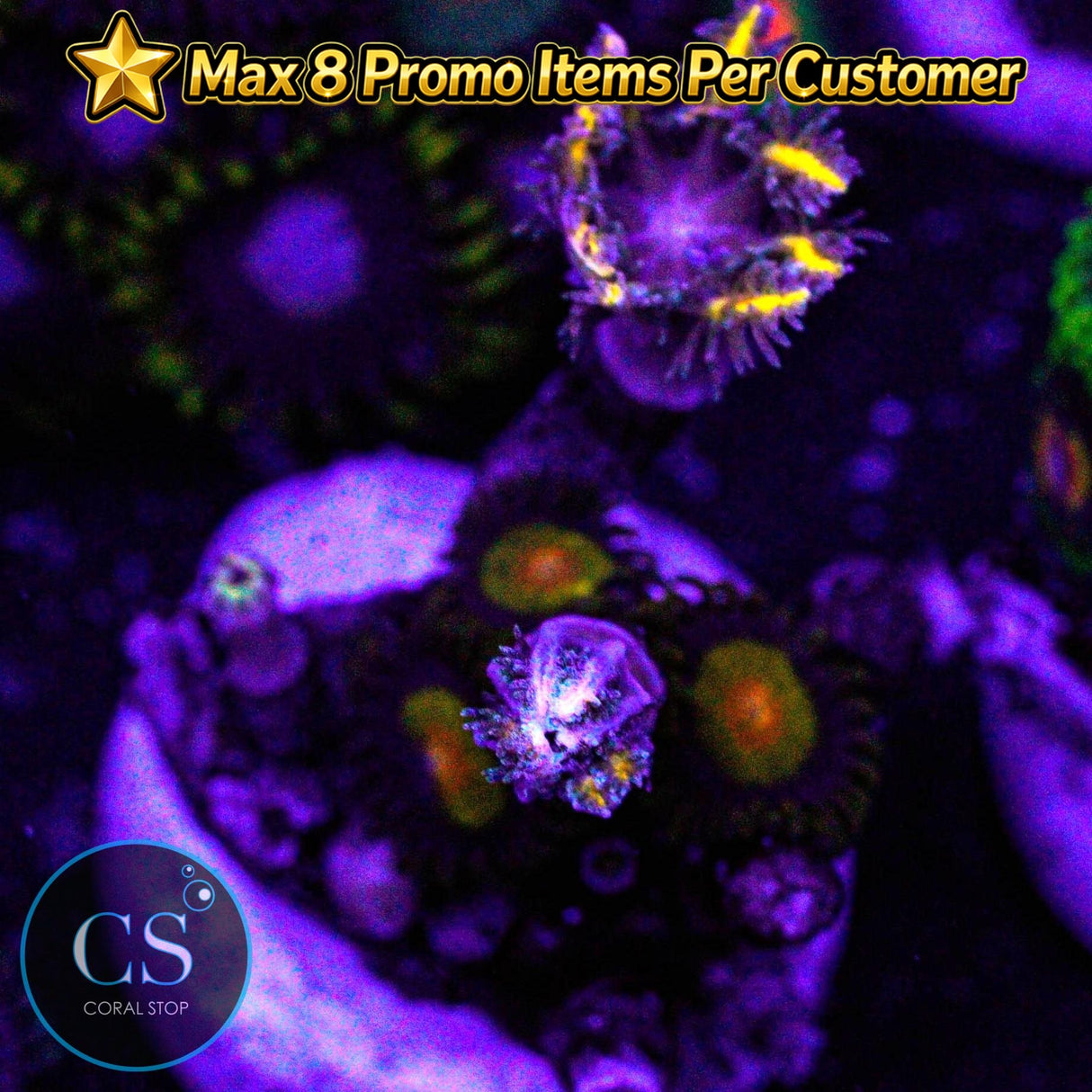 Combo Zoa