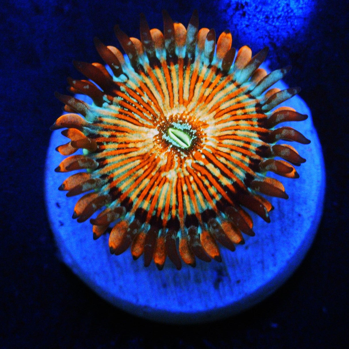 CB WHITE ZOMBIES ZOA