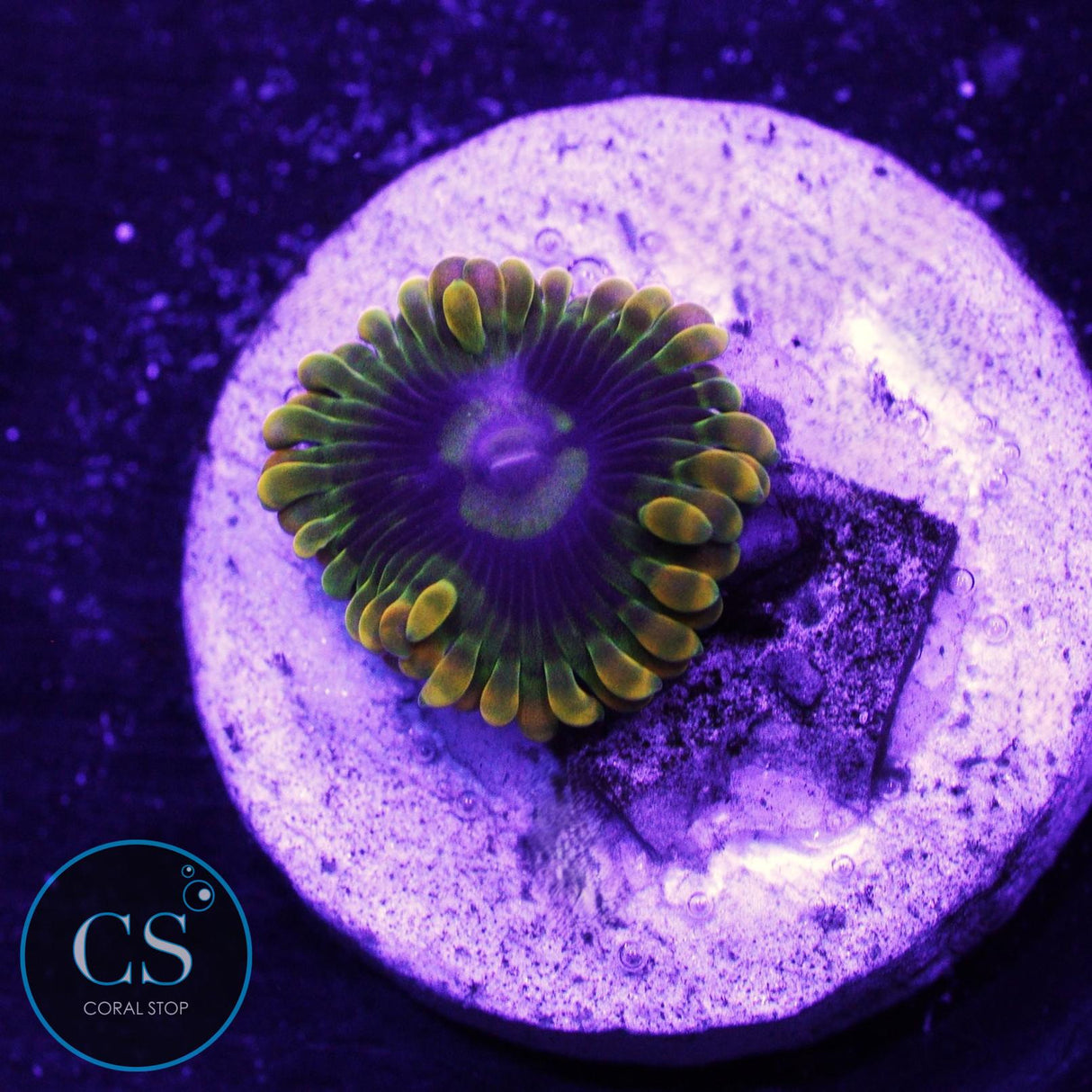 Rainbow Yoda Zoa