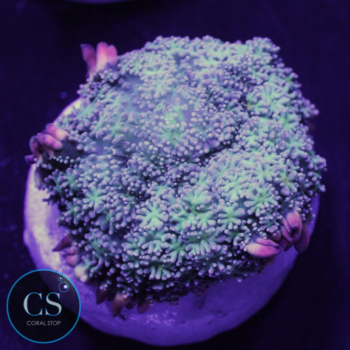 Frankenstein Bounce Mushroom