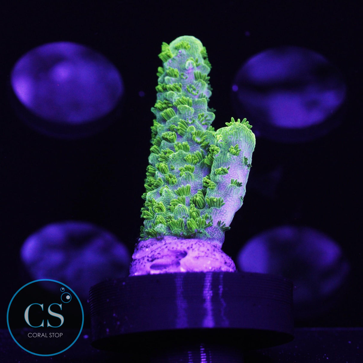 OG Bali Green Slimer Acro