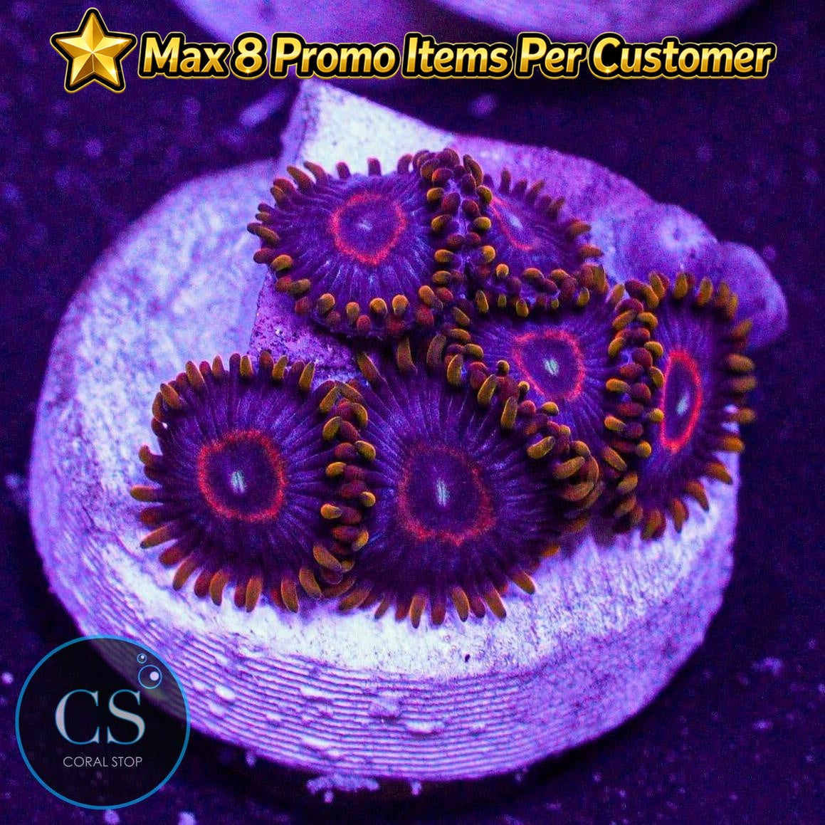Red Hornet Zoa