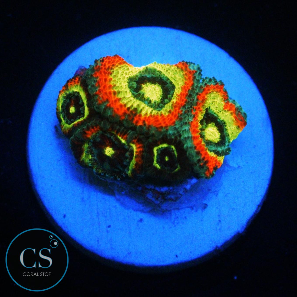 HOLY GRAIL MICROMUSSA