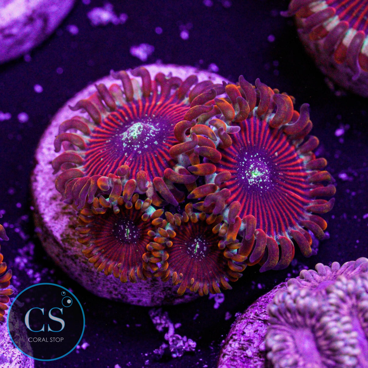 Seduction Zoa