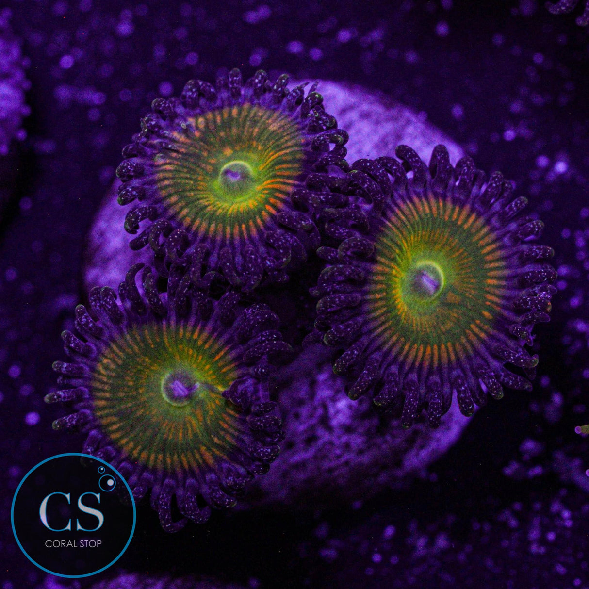 Sunny Delight Zoa