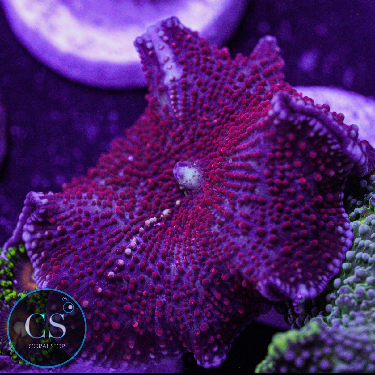 Red Devil Mushroom