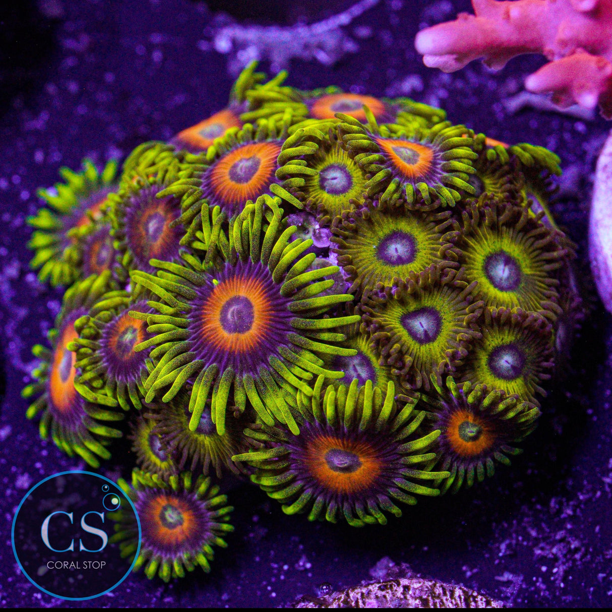 Combo Zoa