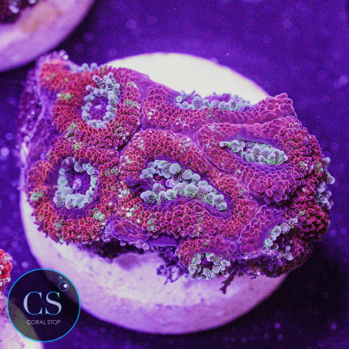 CS Peppermint Micromussa