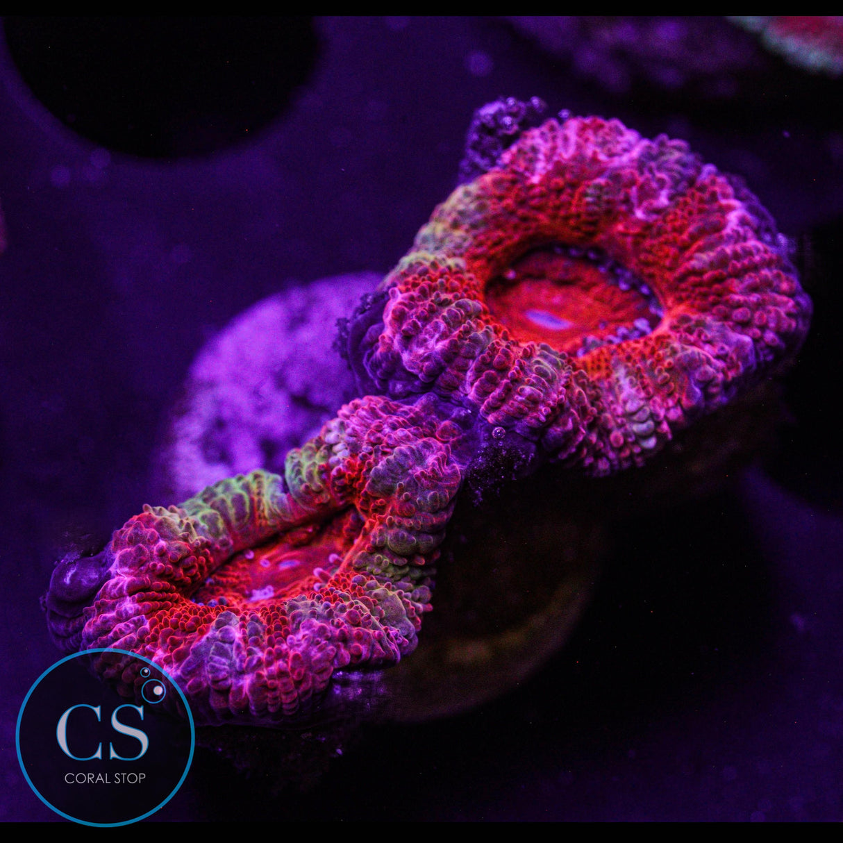 Rainbow Acan