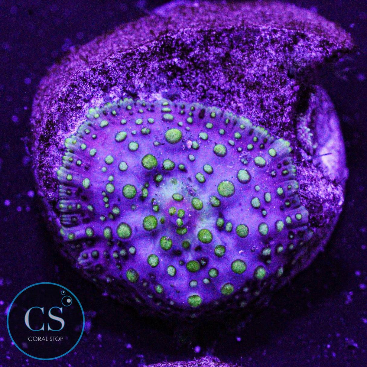 Lava Lamp Disco Mushroom