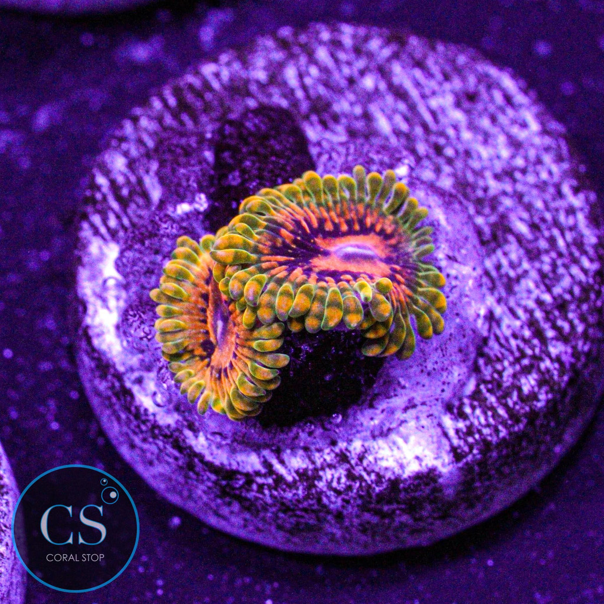 Grand Master Krak GMK Zoa