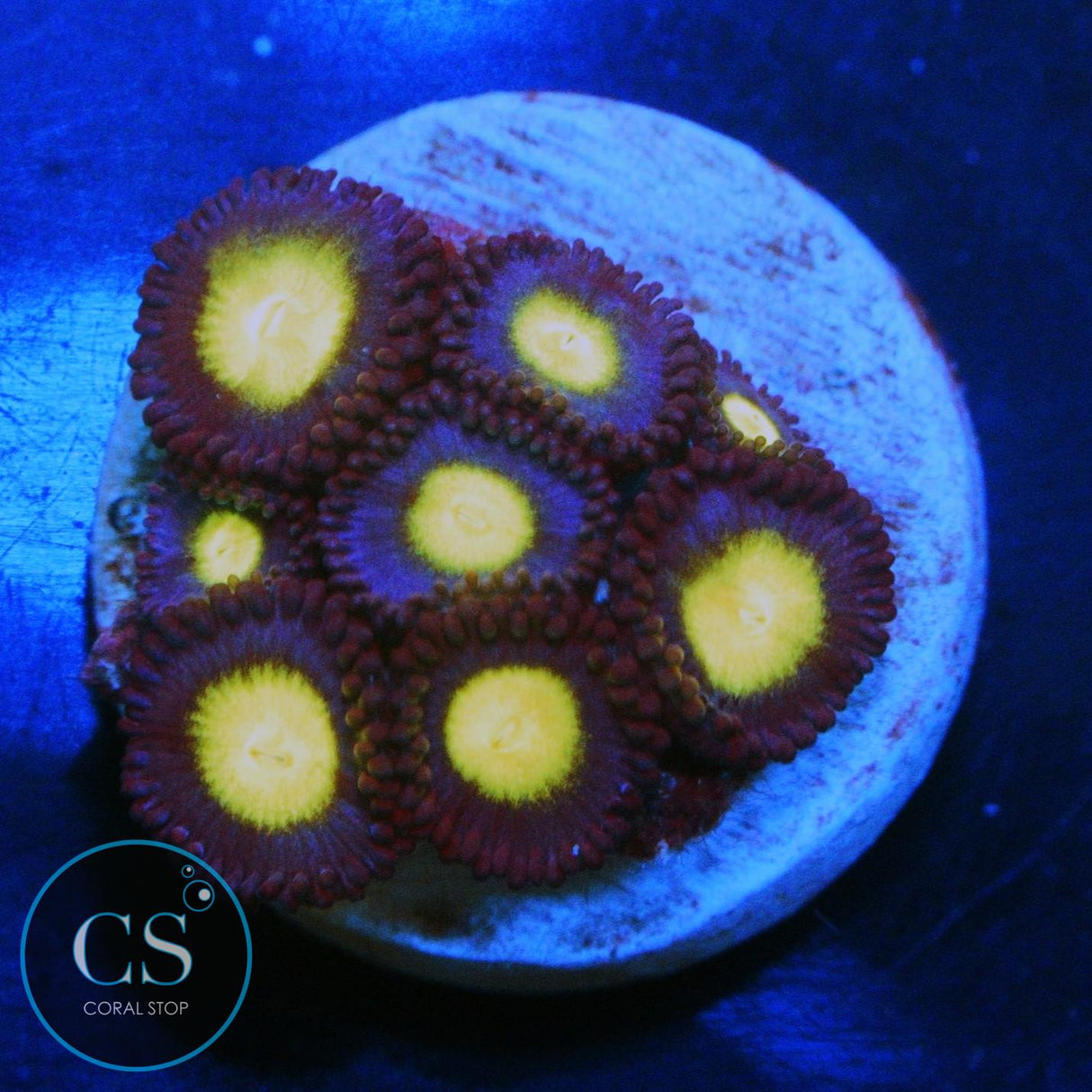 WWC AOI ZOA