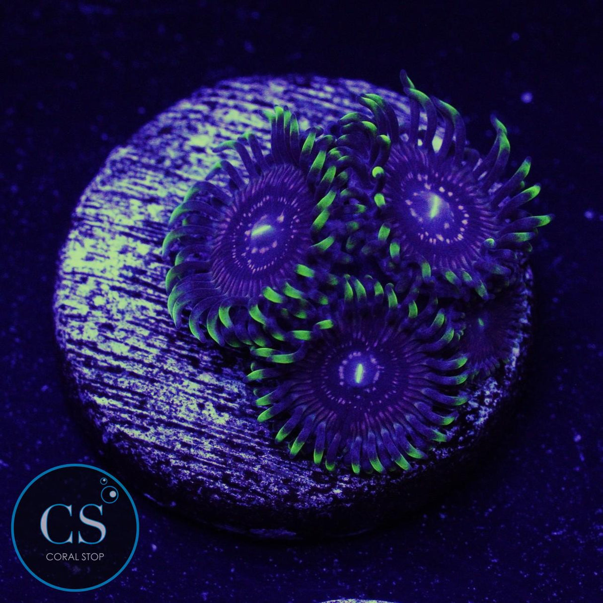WWC Black Orchid Zoa