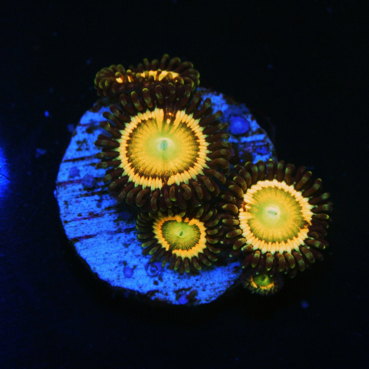 CITRUS COOLER ZOA