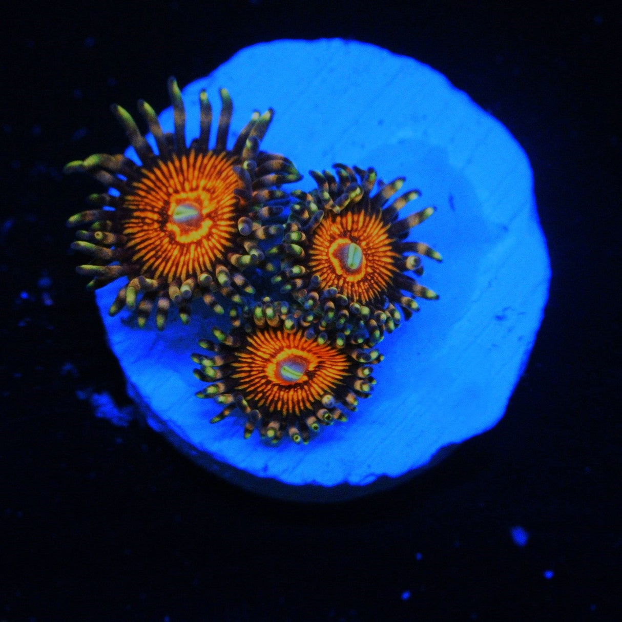 NIGHT CRAWLER ZOA