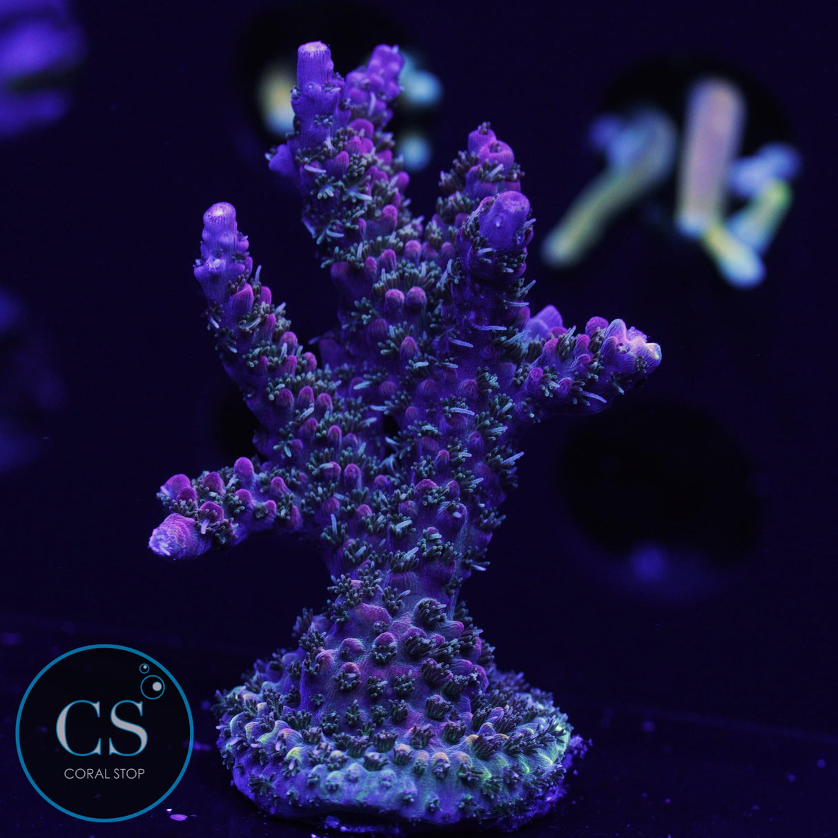 TSA EXPLOSIVE EMBER ACRO