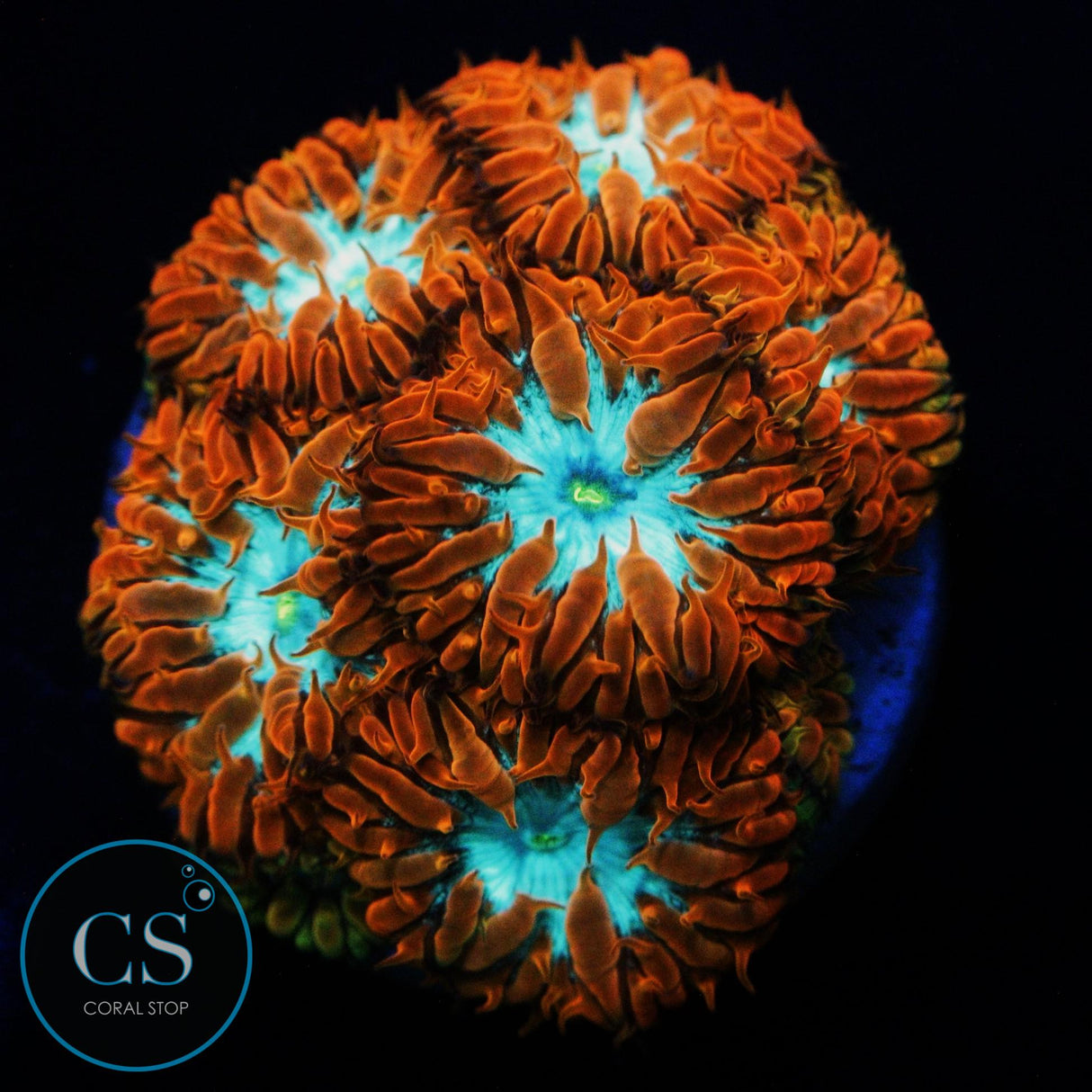 CC FIRE AND ICE BLASTO MERLETTI