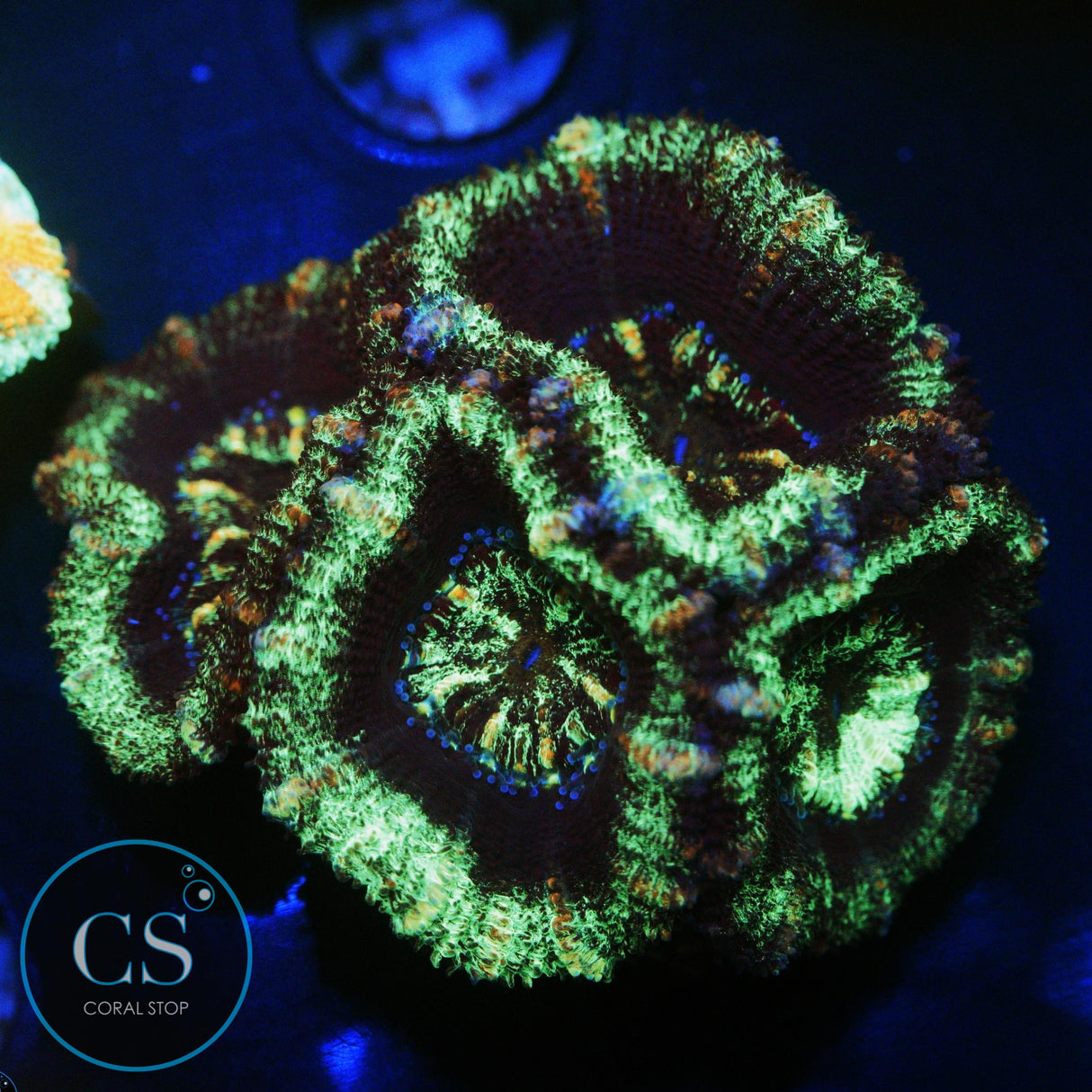 RADIOACTIVE DARK MATTER ACAN CHUNK