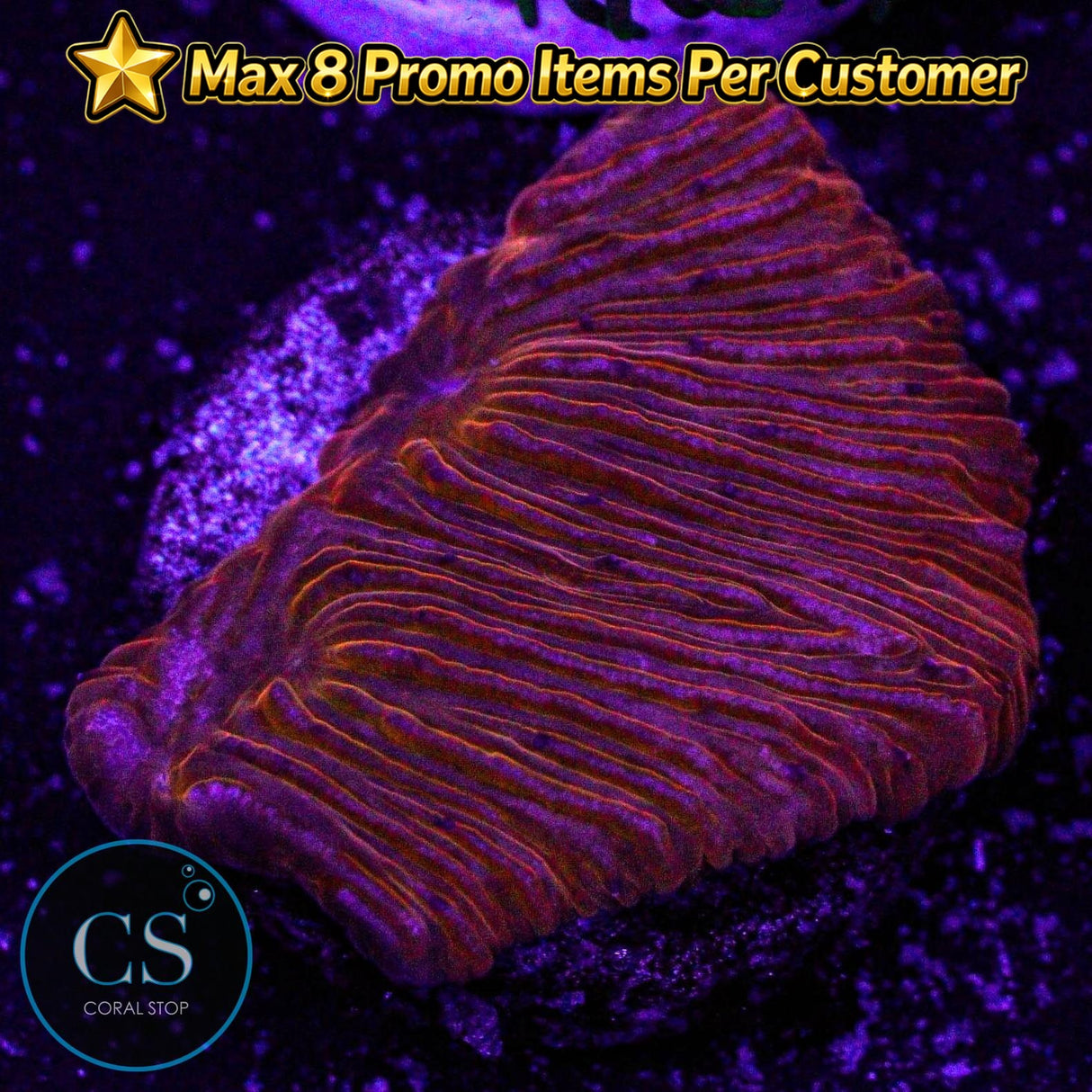 Orange Diaseris Plate