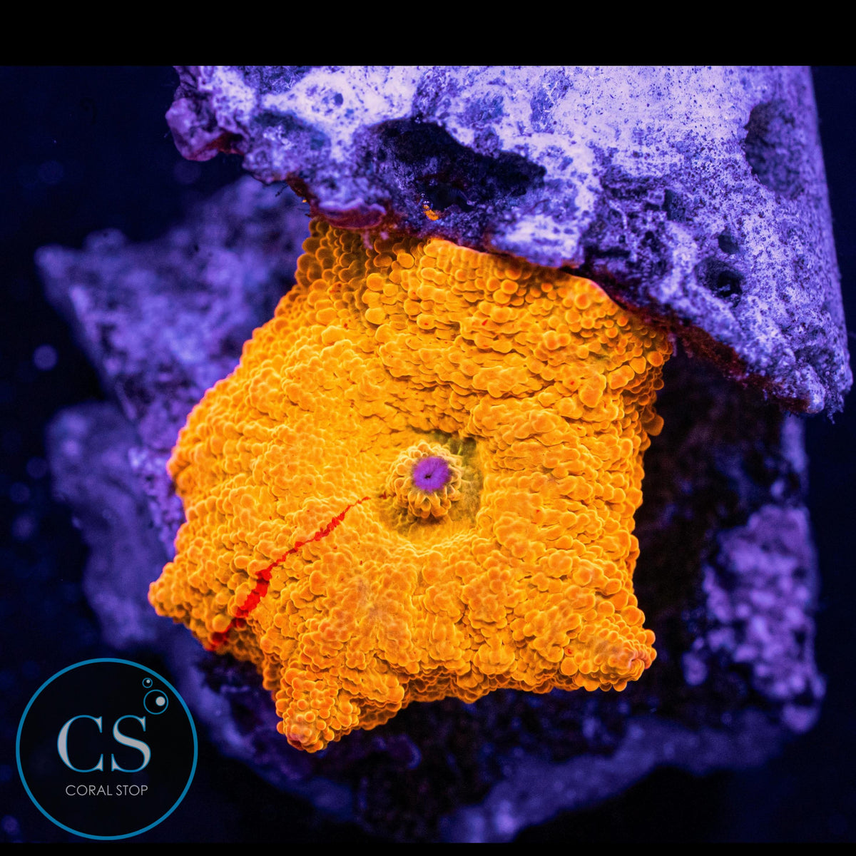 Poletti Jawbreaker Mushroom