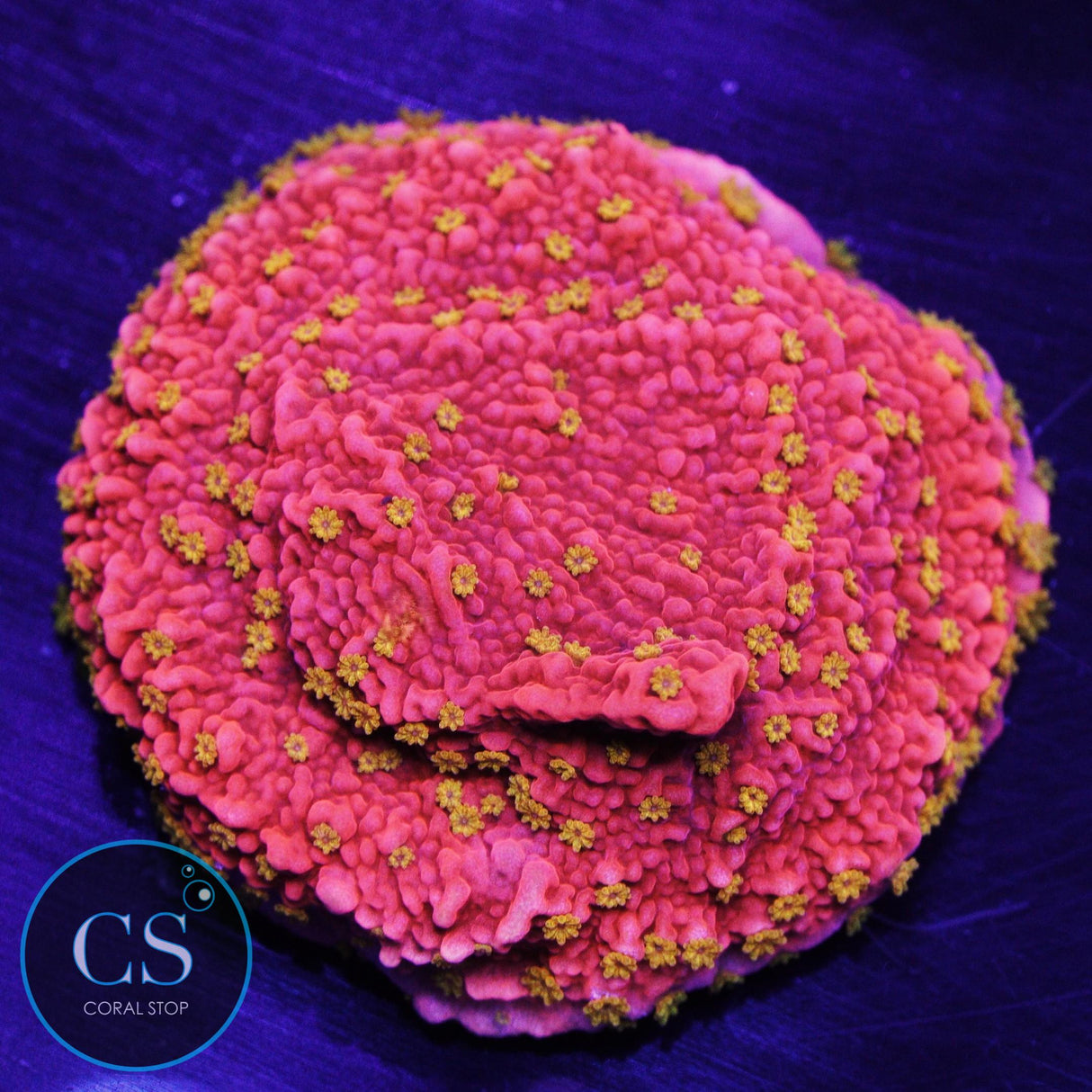 Sunrise Montipora