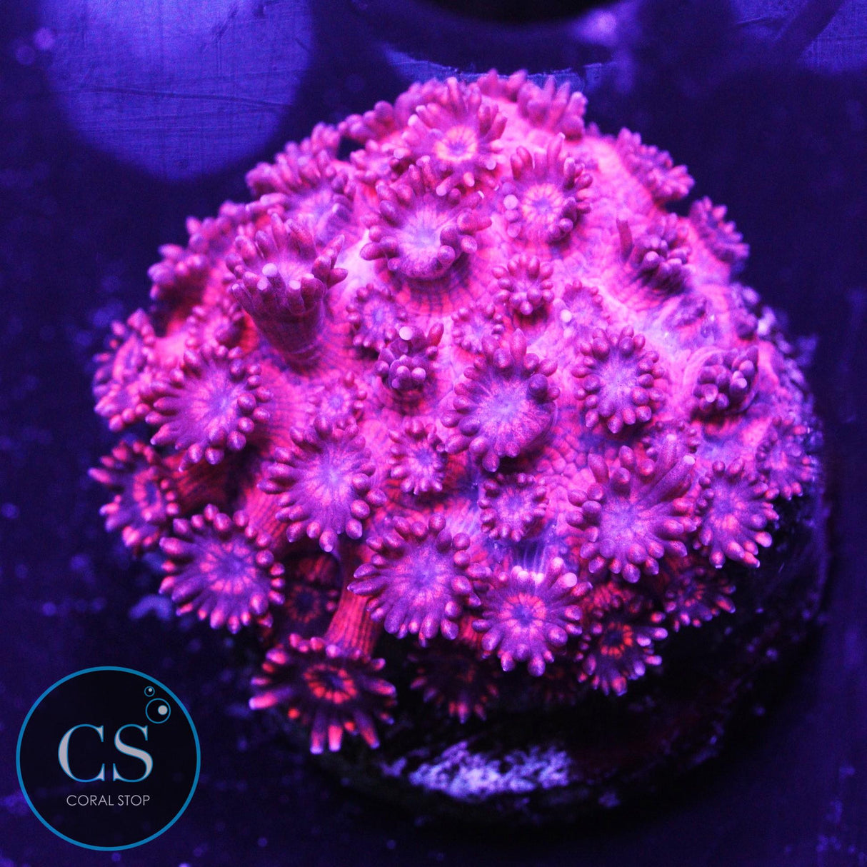 Red Hornet Goniopora