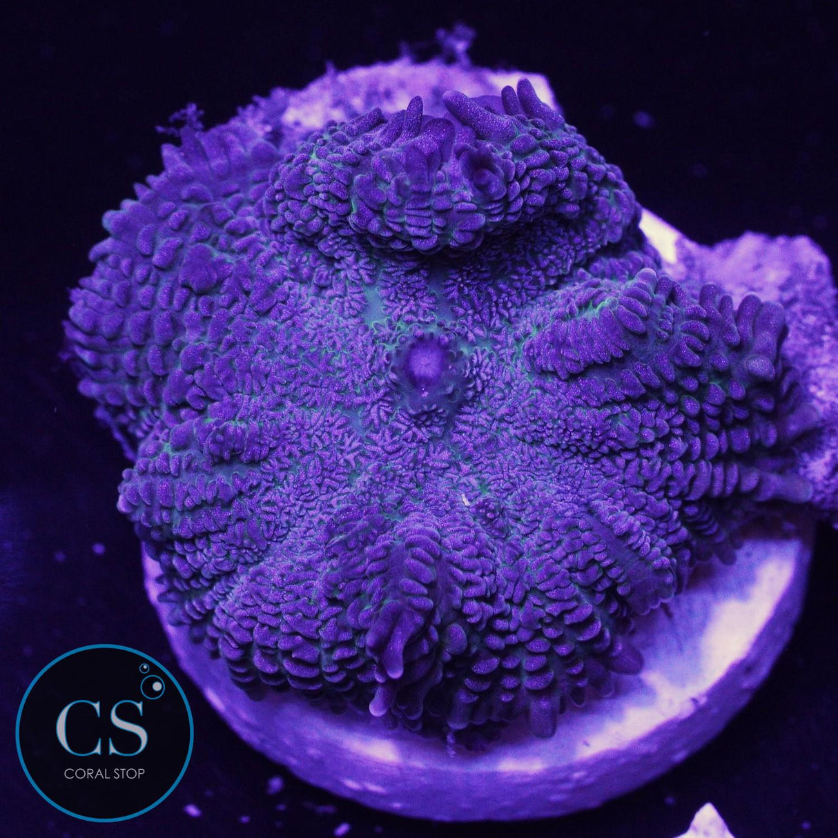 Rare Blue Rhodactis Mushroom