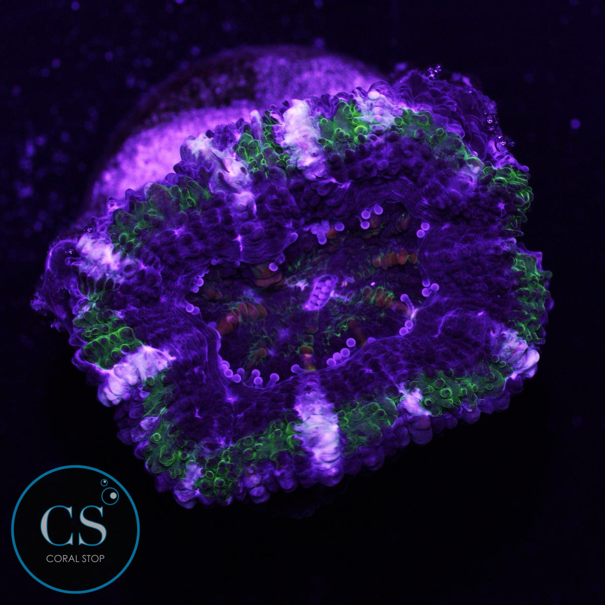 Fiery Hulk Acan