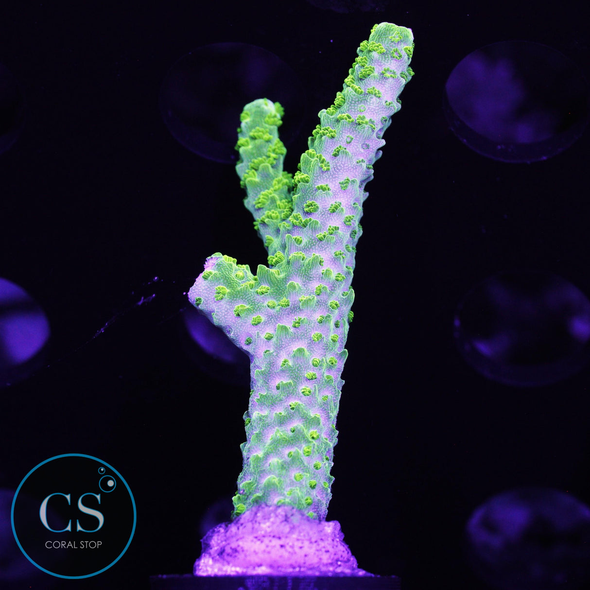 OG Bali Green Slimer Acro