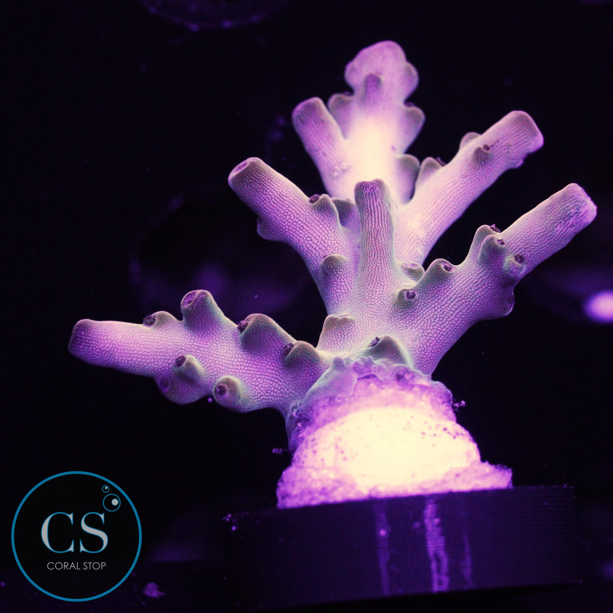 TCK Golden Granulosa Acro