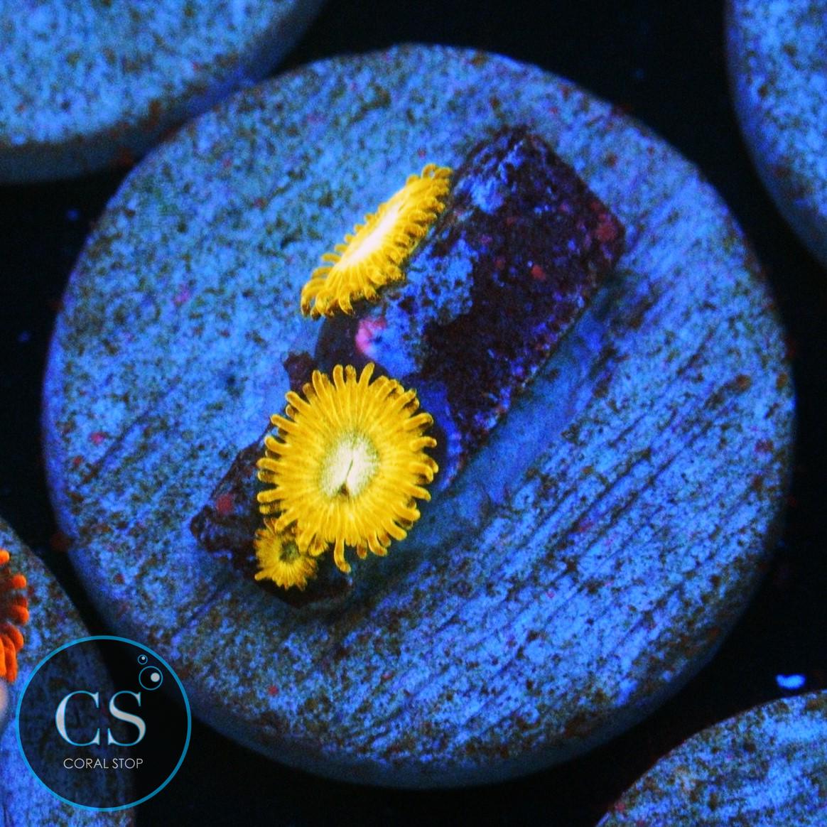 PIKACHU ZOA