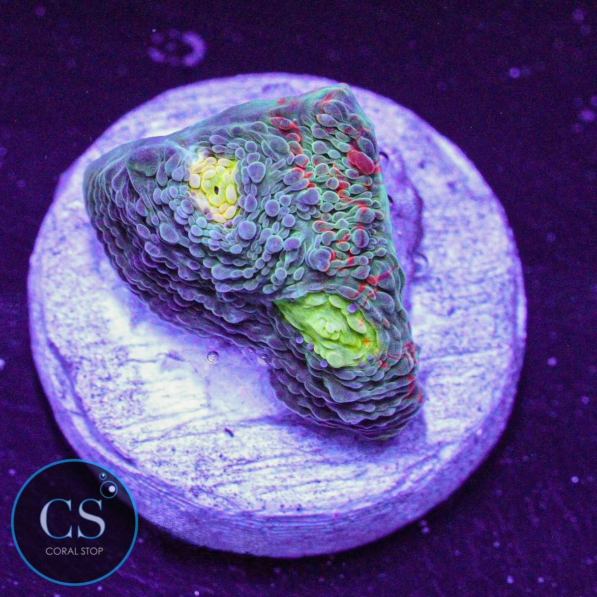 Rainbow Jellybean Chalice