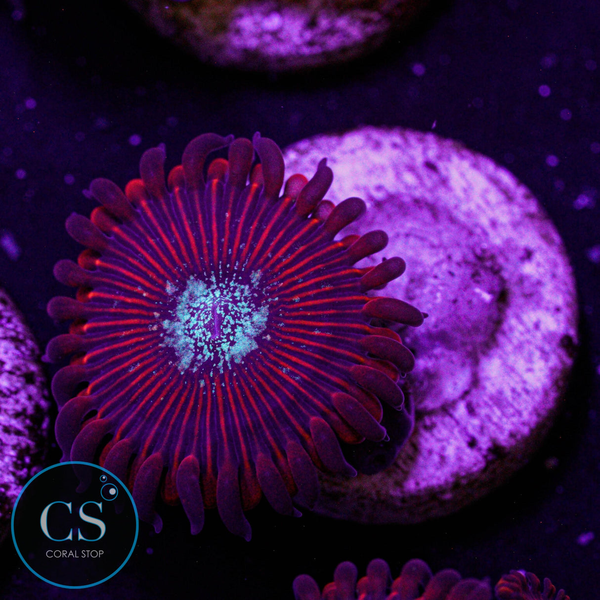 Ultra Magician Zoa