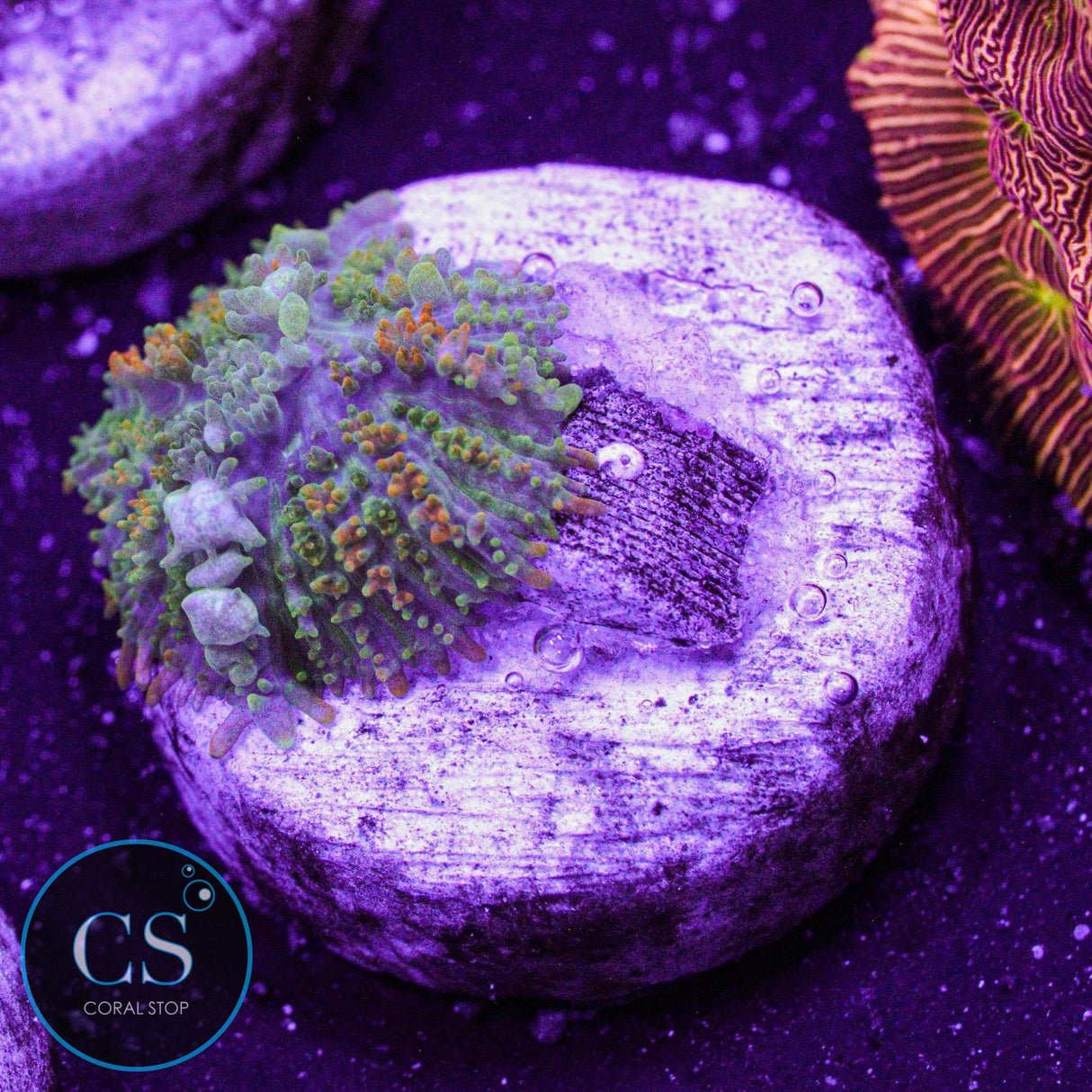 Licksplitter Bounce Mushroom
