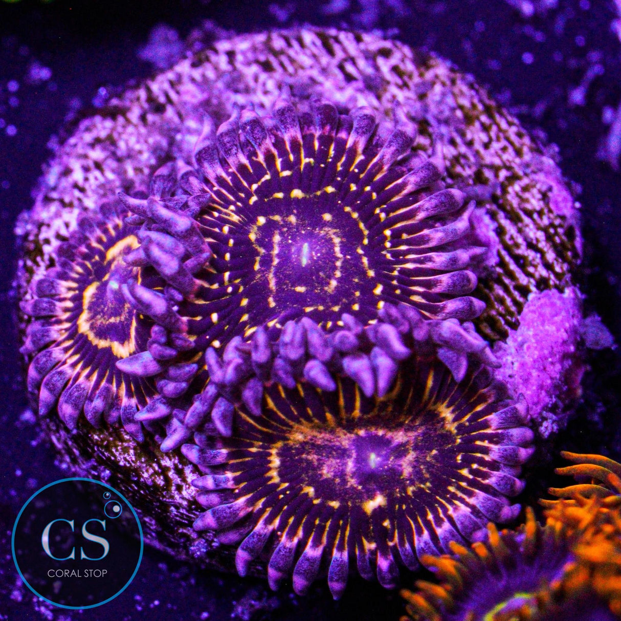 Stratosphere Zoa
