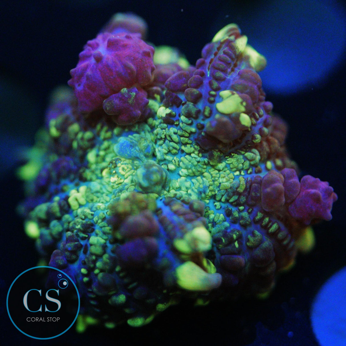 CS GRIMACE BOUNCE MUSHROOM