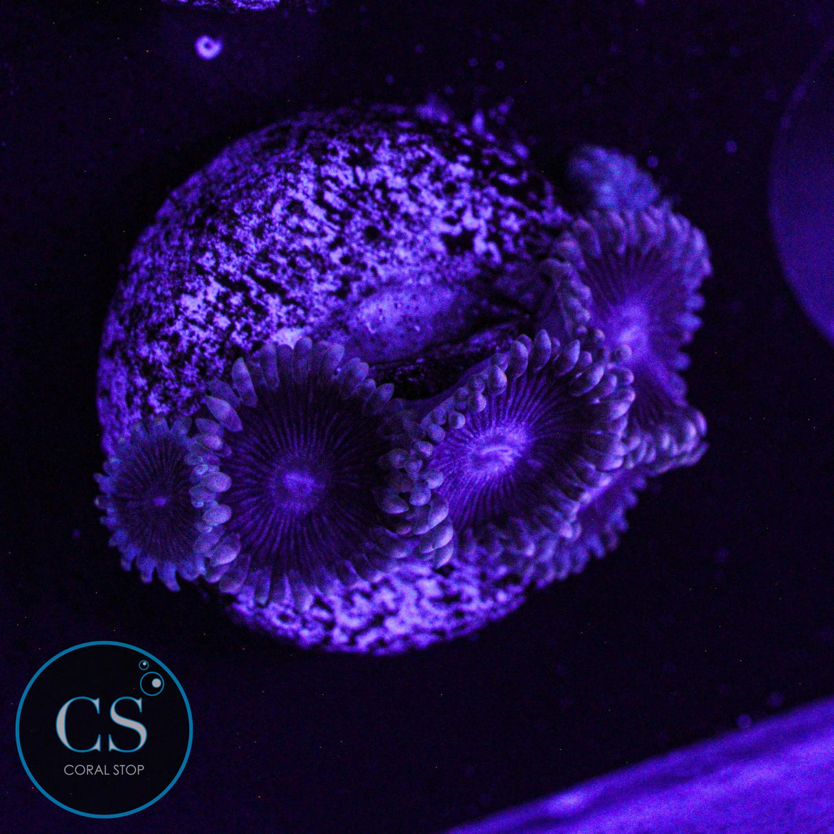 Black "People Eater" Zoa