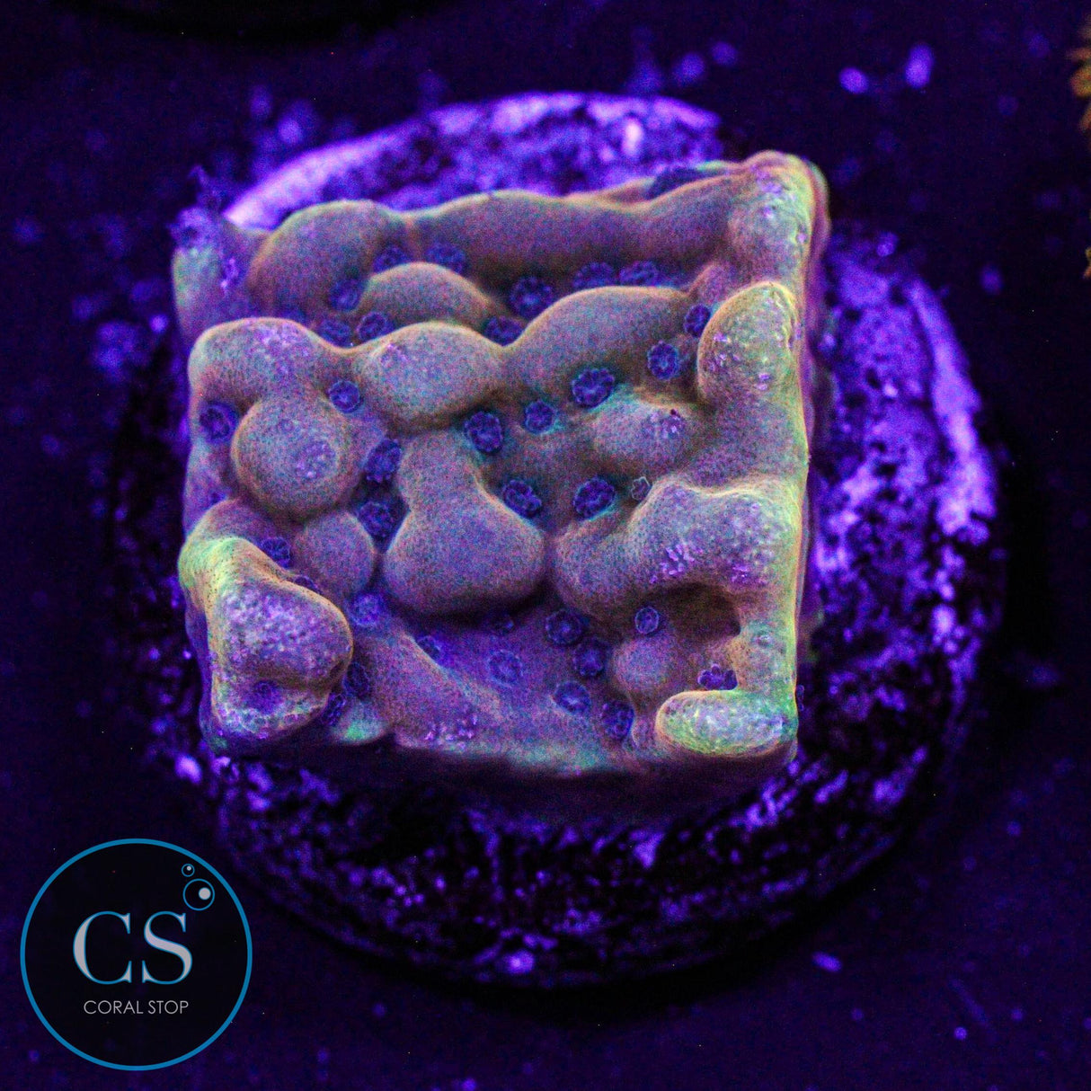 RR Crazy T Montipora